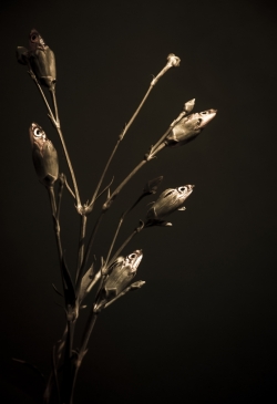 Xanne Berg: het Museuem, Vissen