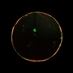 Bianca Filius: 'Untitled'