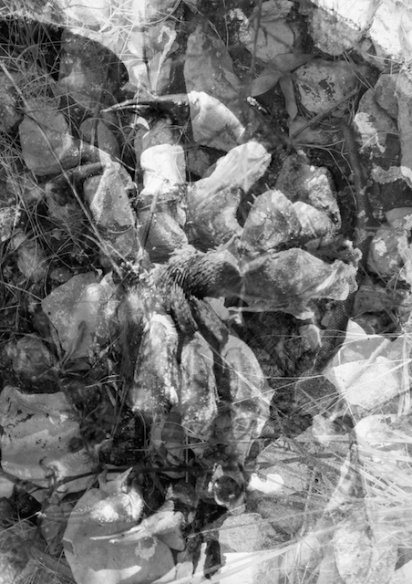 Emma Smids: Fotografie