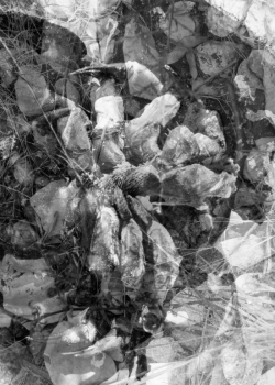 Emma Smids: fotografie