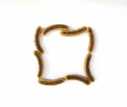 Max Seidentopf: 'Alles hat eine Ende, nur die Wurst hat zwei'